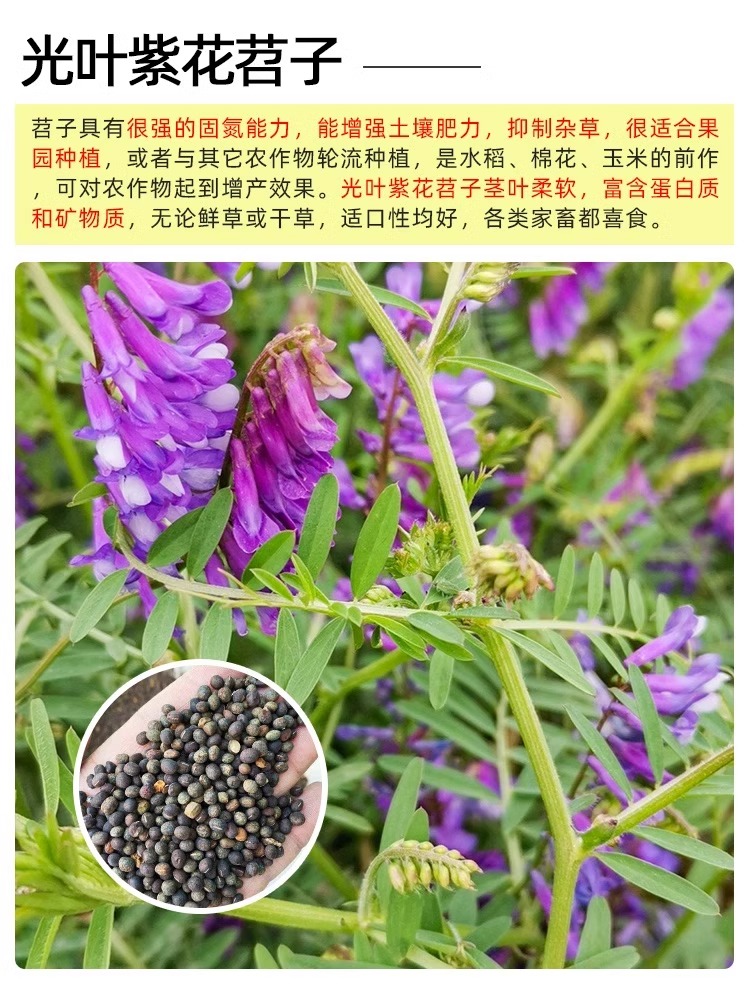 果园绿肥种籽光叶紫花苕种籽毛苕子种子养蜂蜜源植物牧草草籽包邮 - 图2