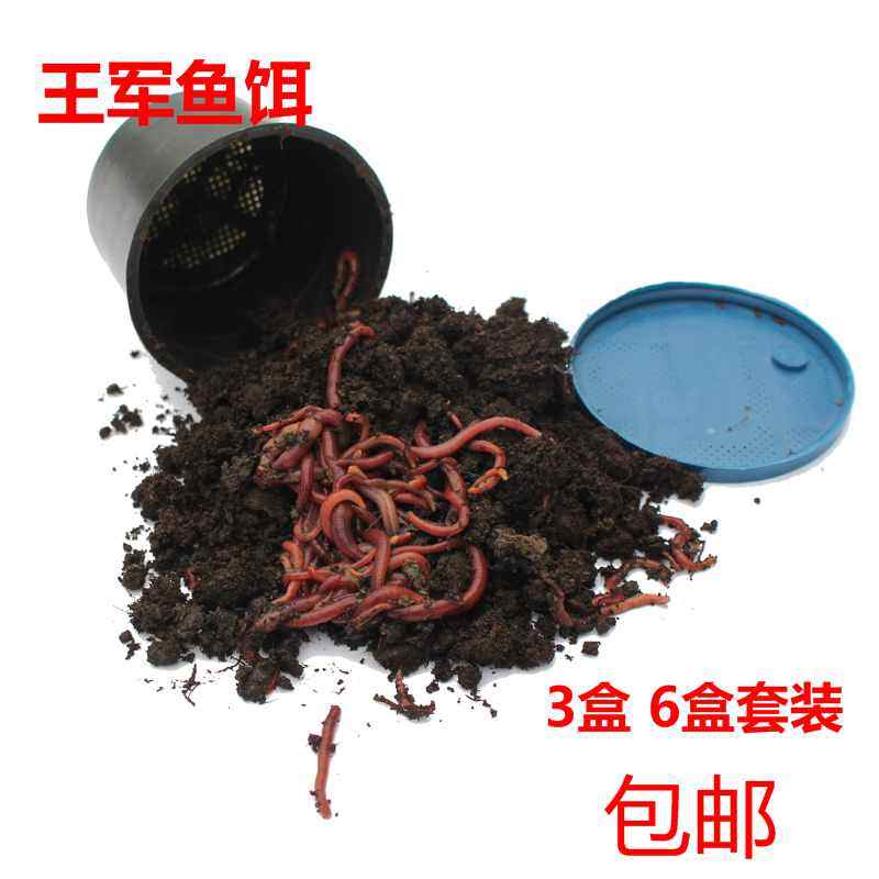 蚯蚓活饵活体鲜活钓鱼鱼饵红蚯蚓散装盒装黄鳝饵料黑蚯蚓红虫王军,淘宝优惠券,粉丝福利购,淘宝优惠卷
