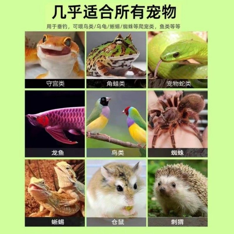 包邮葡萄蜜虫钓饵爬宠仓鼠玉米虫活体零食大蜡螟幼体鱼饵鸟虫粮食,淘宝优惠券,粉丝福利购,淘宝优惠卷