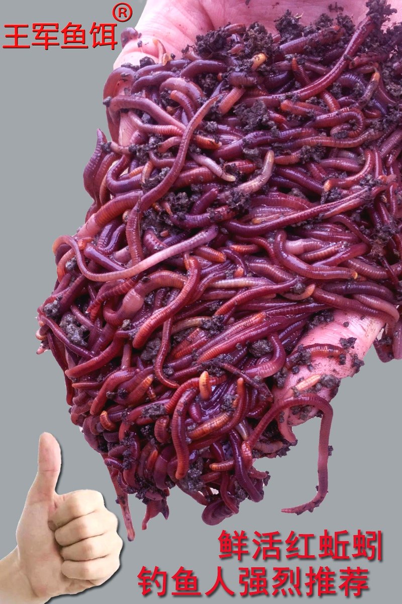 蚯蚓活饵活体鲜活钓鱼鱼饵红蚯蚓散装盒装黄鳝饵料黑蚯蚓红虫王军,淘宝优惠券,粉丝福利购,淘宝优惠卷