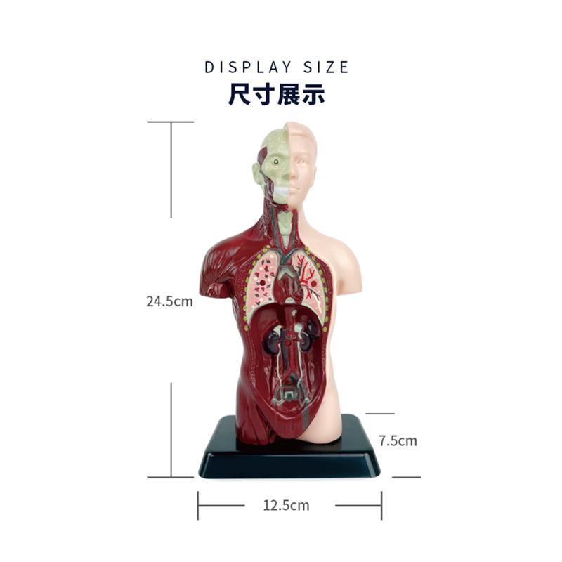 儿童人体结构解剖模型可拆卸五脏六腑内脏器官骨骼构造拼装玩具 - 图2