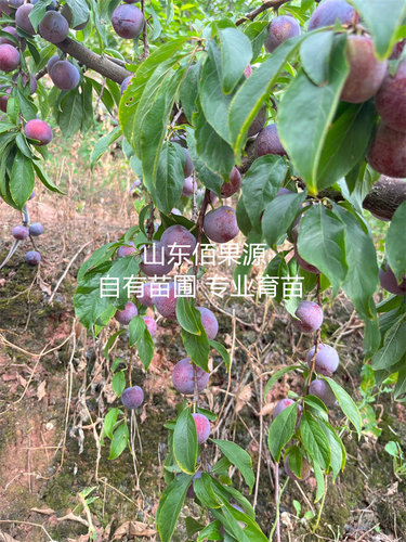 脆红李树苗脱骨脆甜青脆李子苗嫁接南方北方种植阳台盆栽庭院地栽 - 图3