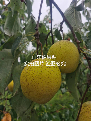 嫁接雪花梨树苗老品种纯甜梨树果苗南方北方地栽盆栽当年结果树苗 - 图2