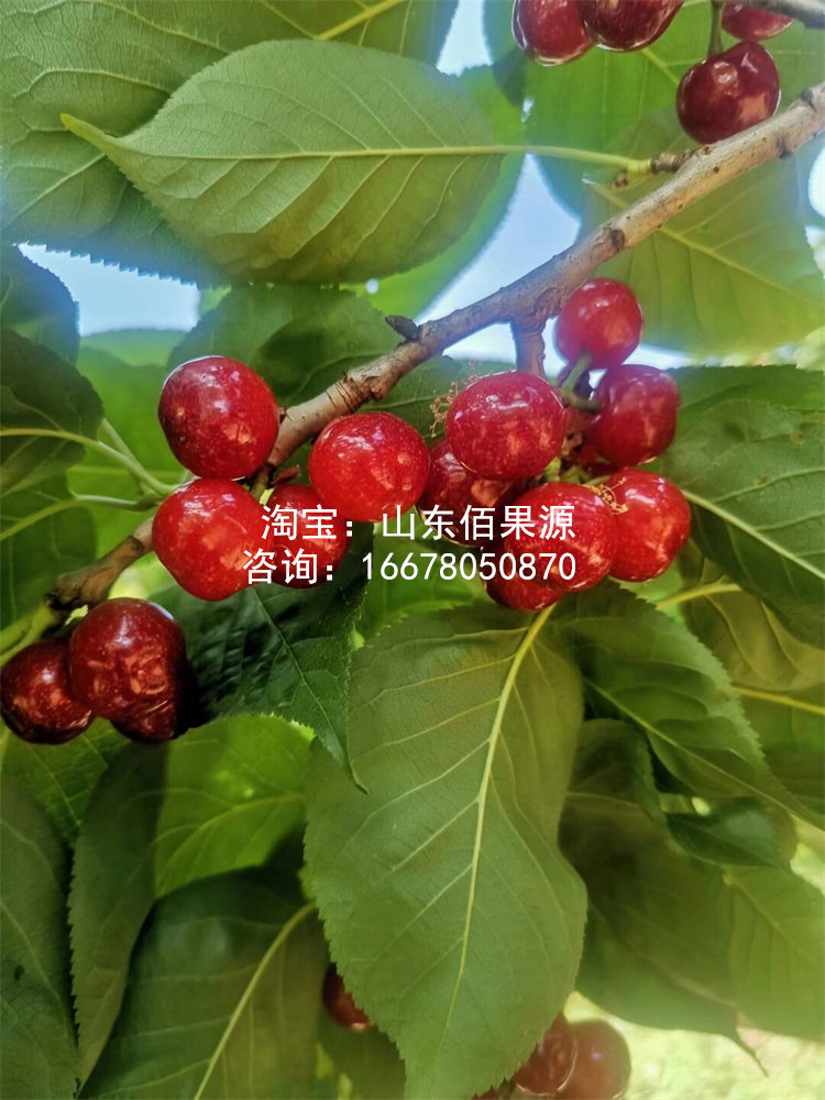 老品种土樱桃树苗米易黄草甜樱桃苗中华小樱桃苗盆栽南方北方地栽,淘宝优惠券,粉丝福利购,淘宝优惠卷