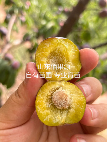 脆红李树苗脱骨脆甜青脆李子苗嫁接南方北方种植阳台盆栽庭院地栽 - 图0