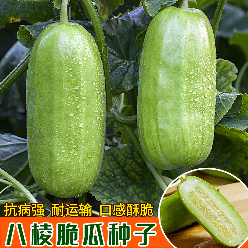 八棱脆瓜种子黄河脆一窝猴 菜瓜烧瓜种苗 生吃无糖 农家特菜早生 - 图1