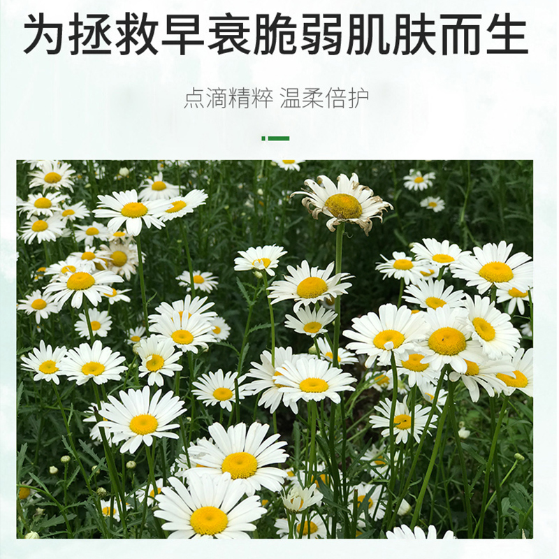 COCOLOUIS凡士林洋甘菊护手霜防干补水保湿滋润肤手足冻裂大容量
