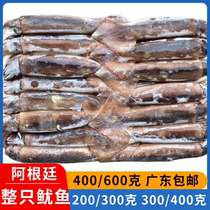 Fresh frozen squid iron plate whole 200300 400g25 catty Japanese cuisine Barbecue Ingredients Guangdong