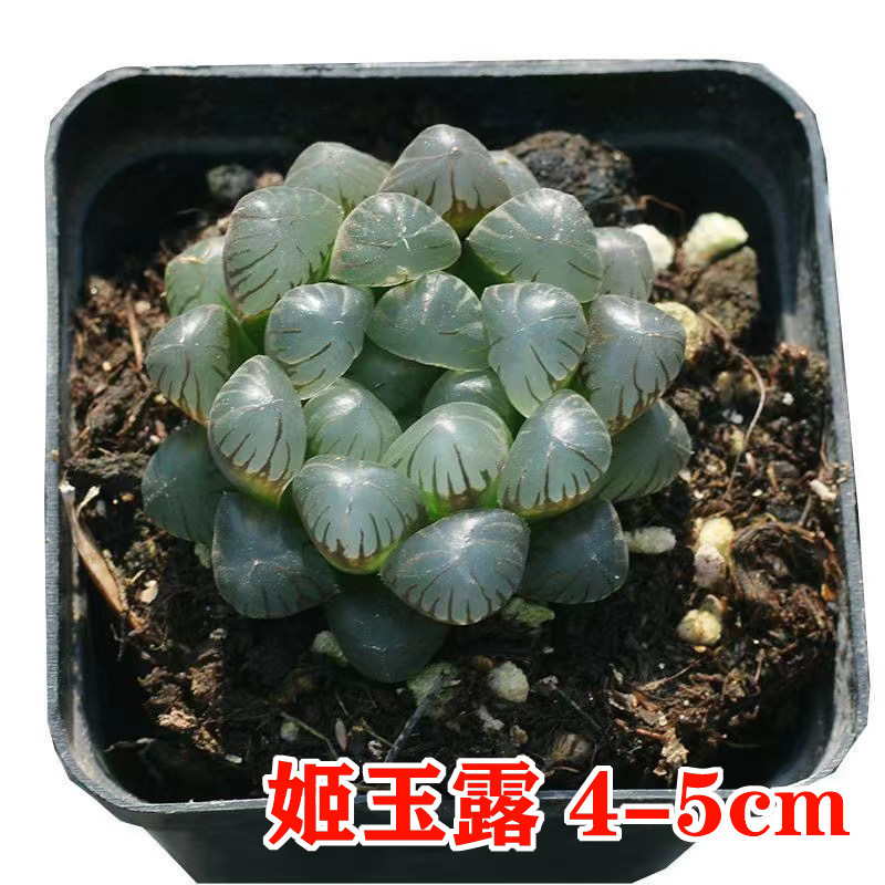 新疆包邮-多肉植物玉露盆栽姬玉露冰灯玉露樱水晶玉露_虎窝淘