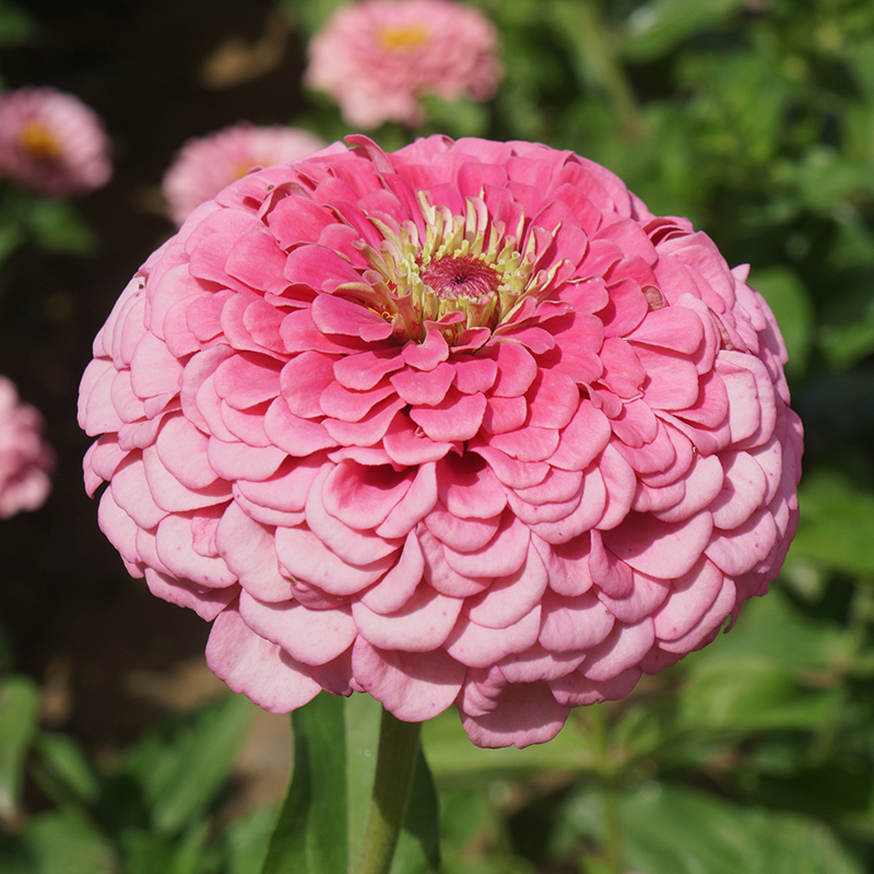 矮杆重瓣百日草花籽格桑花花种籽子四季播种开花室外易活庭院花卉-图0