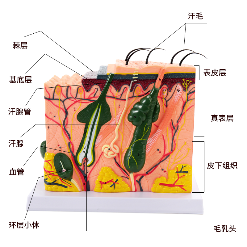 立体皮肤组织结构层次放大解剖模型医教学头皮毛发生理结构图模块 - 图2