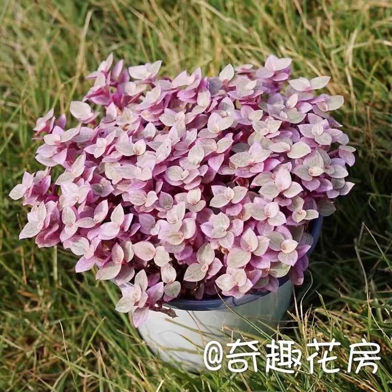 多肉植物紫皮犀牛角【红稚儿】满额包邮/目前无花/奇趣品种盆栽