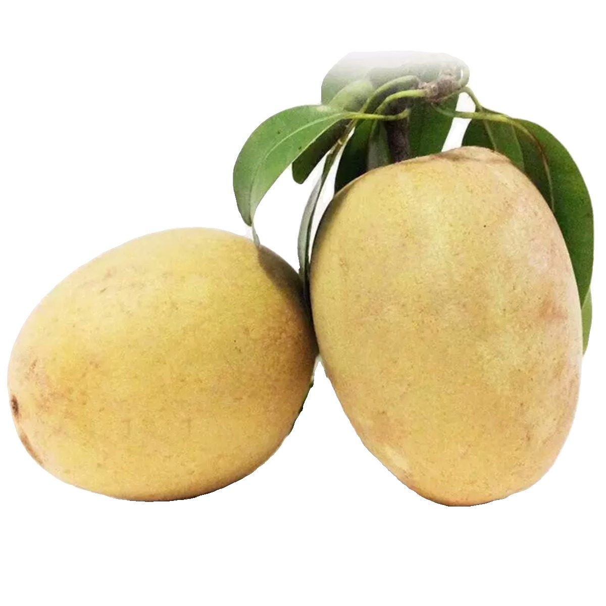 现摘人心果5斤新鲜应当季孕妇水果热带仙人果人参果特产现货速发,淘宝优惠券,粉丝福利购,淘宝优惠卷