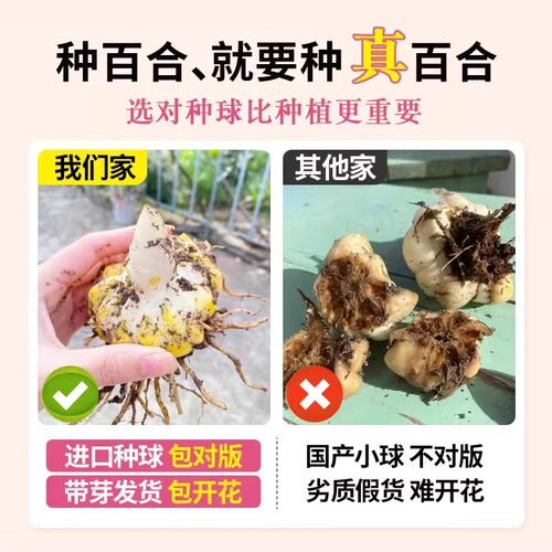 香水百合种球5颗好养活阳台室内室外进口重瓣百合花卉盆栽植物 - 图1