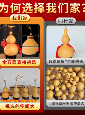 天然特大闭口带籽真葫芦摆