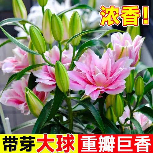 香水百合种球5颗好养活阳台室内室外进口重瓣百合花卉盆栽植物 - 图0