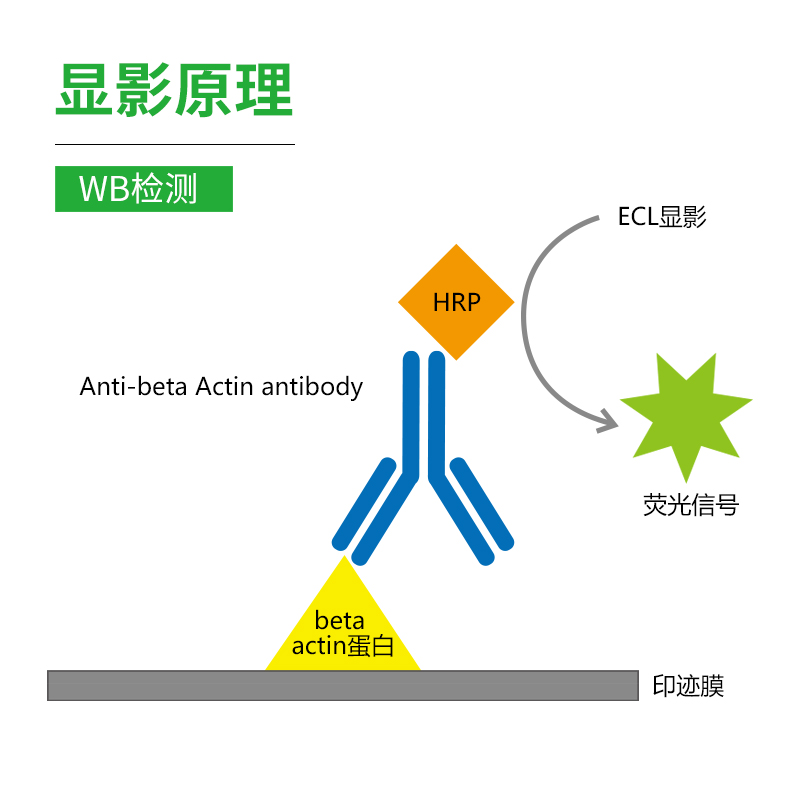 赛维尔 beta Actin 直标内参抗体 HRP偶联WB无需二抗 直接ECL显色 - 图1