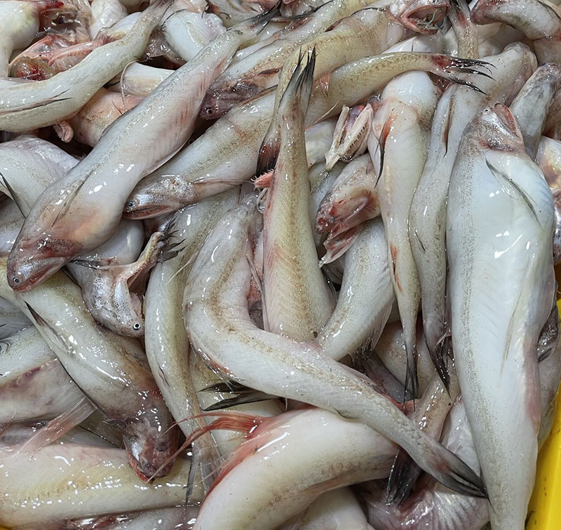 舟山新鲜海鲜豆腐鱼九肚鱼龙头鱼3斤_热品库_性价比省钱购