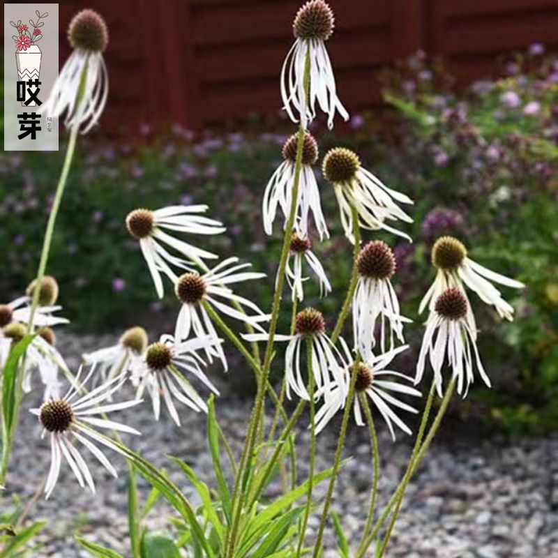 进口紫锥菊草原松果菊种子 夏威夷草群舞 多色可选阳台庭院盆栽 - 图2