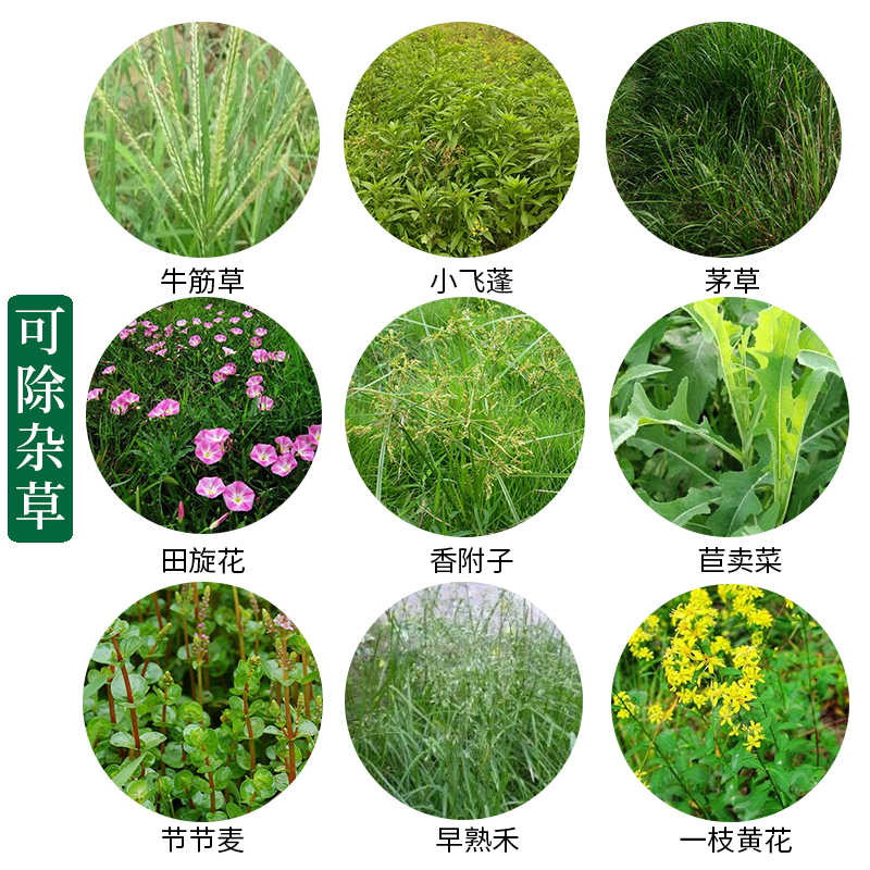 草胺磷强力除草剂烂根剂果园树林荒地茶园除草药剂草铵膦正品农药-图1