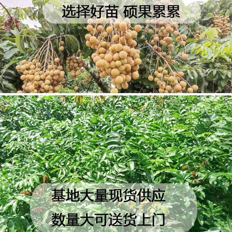 桂圆龙眼树苖特大石硖储良四季嫁接盆地栽南方种植庭院水果苗树苗 - 图2