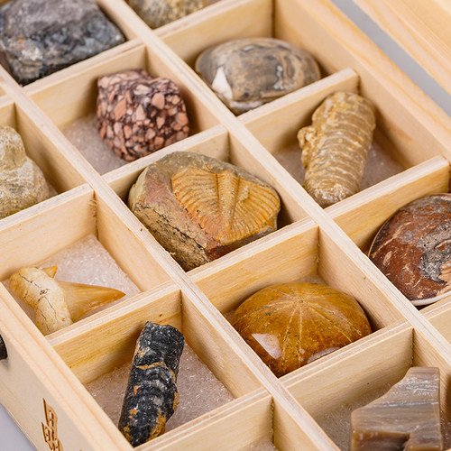 15种天然化石标本矿物礼盒玉化螺菊石三叶虫石头宝石科普玩具礼物 - 图2