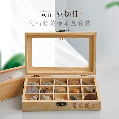15种天然化石标本矿物礼盒玉化螺菊石三叶虫石头宝石科普玩具礼物 - 图1