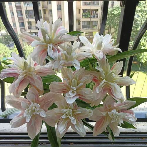 粉霞1颗 重瓣香水百合种球家庭室内室外庭院阳台好养好种 - 图3