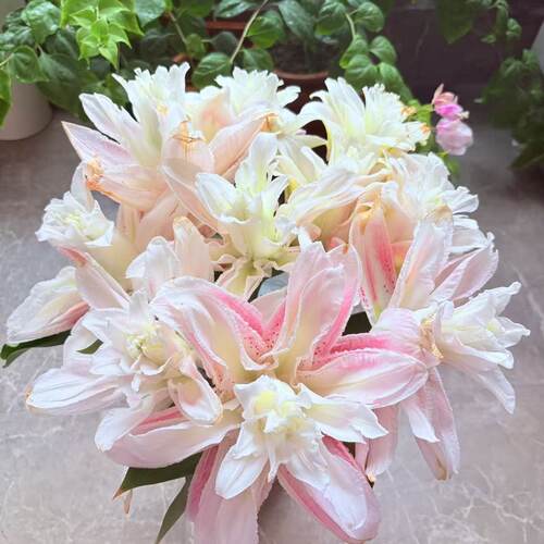 粉霞1颗 重瓣香水百合种球家庭室内室外庭院阳台好养好种 - 图2
