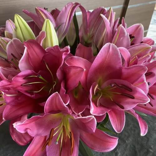 中国红1颗 单瓣香水百合种球家庭室内室外庭院阳台好养好种 - 图1