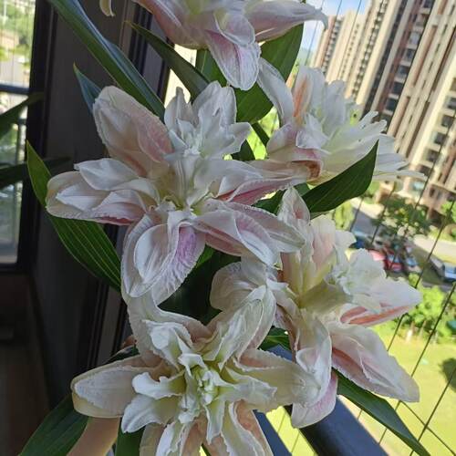 粉霞1颗 重瓣香水百合种球家庭室内室外庭院阳台好养好种 - 图1