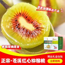 Chishifruit Sichuan Pale Red Hearts Kiwi Fruit Orchard Straight Picking Pale Red Heart Fruit with 5 catties of 10 kilos