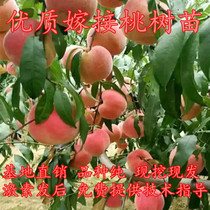 Peach Sapling Graft Mega May Morning cooked red dense peach tree saplings large fruit crisp and sweet Hunan base direct sale