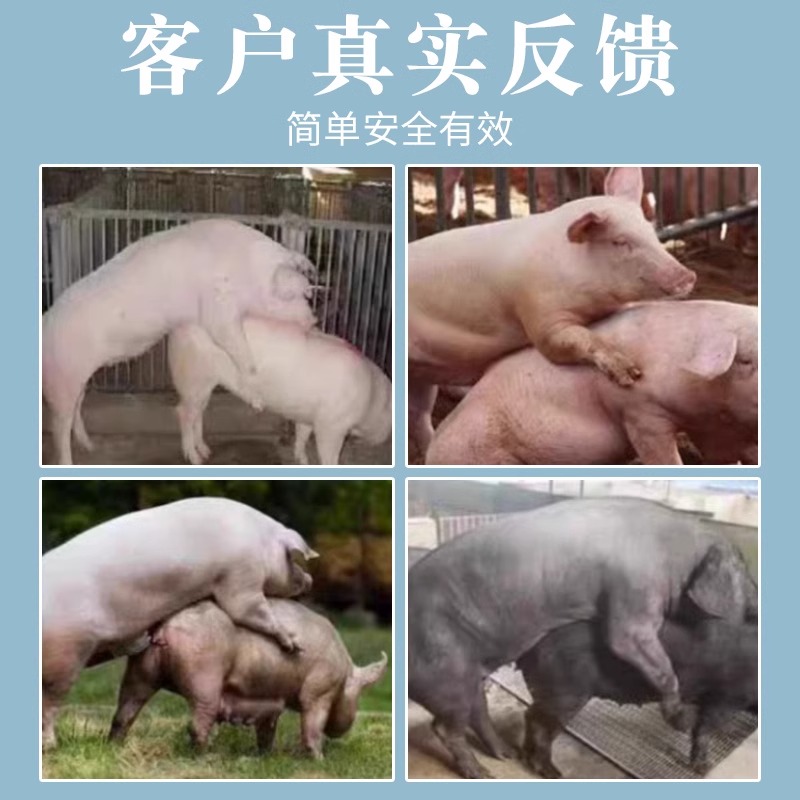 母猪发情配种药促进排卵药兽用发情粉诱情剂多胎素母猪促孕多仔 - 图2