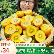 Sichuan Pujiang Grade 1 Yellow Heart Chic Exotic Fruits Fresh 5 Catty Fruits Fruit Chic Exotic Fruit Clay Macaque Peach