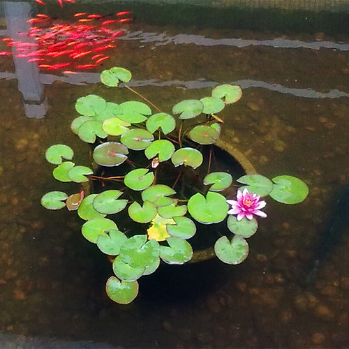 净化水质河沟池塘绿化水生植物睡莲根块庭院盆栽缸栽水培花卉耐热 - 图3