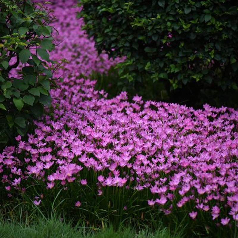 室外喜阴花卉四季种庭院矮生植物风雨兰葱兰花苗户外绿化易活