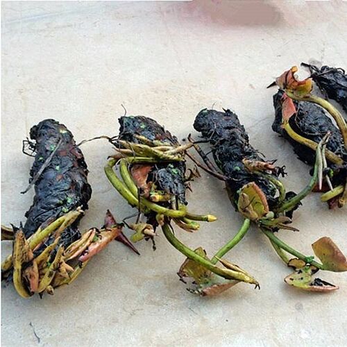 净化水质河沟池塘绿化水生植物睡莲根块庭院盆栽缸栽水培花卉耐热 - 图1