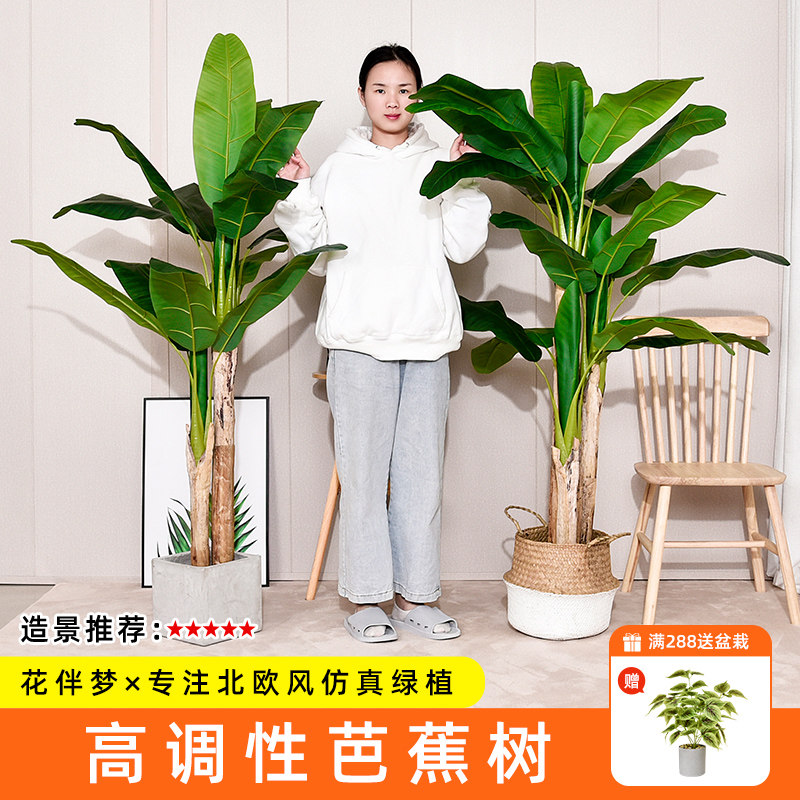 芭蕉树盆栽植物室内 新人首单立减十元 22年9月 淘宝海外
