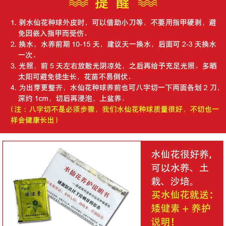 正宗漳州水仙花大花王特级大种球大粒水仙大球花帝水培开花带香-图3