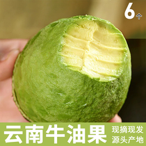 Butter fruit fresh fruit Yunnan Haas flowing oil fruit and baby edible domestic avocado Due Season Full Box