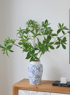 生喜朗马醉木绿植造型优美自然