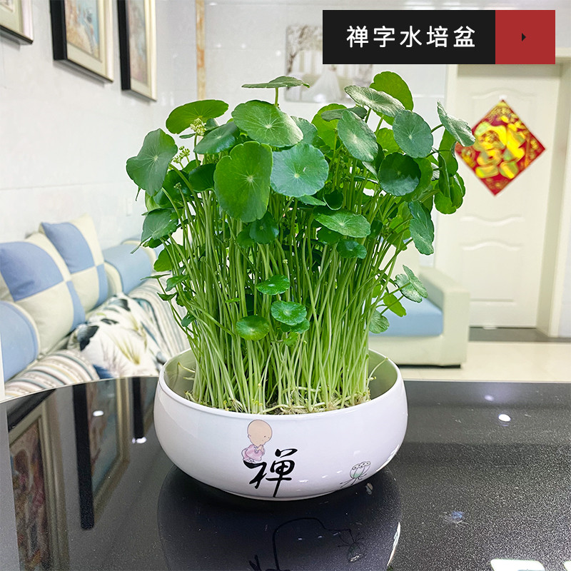 铜钱草招财水培植物办公室桌面盆栽金钱草花卉净化空气吸甲醛绿植-图0