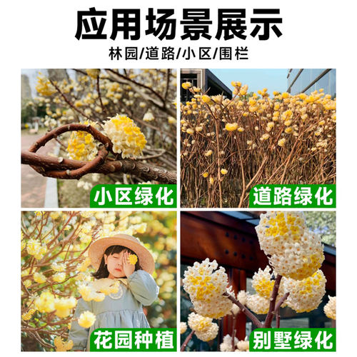 结香花树苗盆栽庭院别墅耐寒花卉植物风景大树园林绿化大苗梦冬花 - 图3