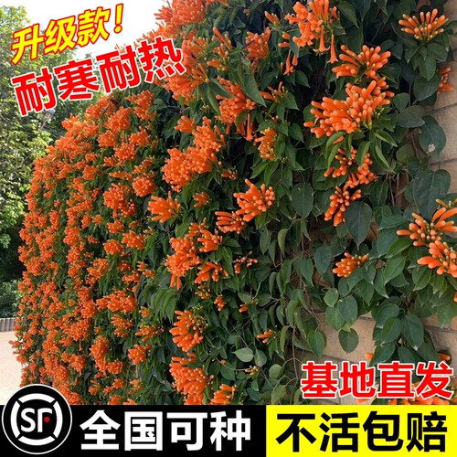 炮仗花爬藤植物鞭炮花大苗老桩多季开花阳台庭院可种藤本攀援花卉 - 图3