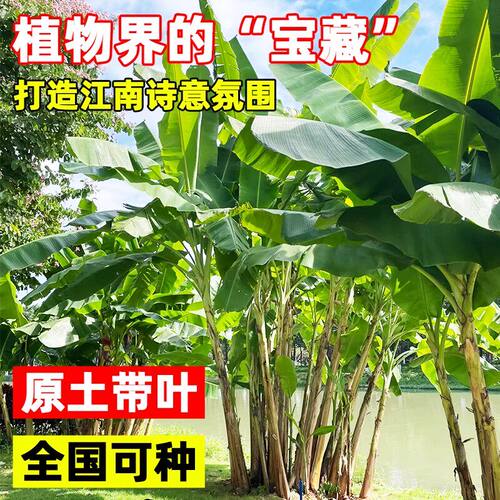 芭蕉树苗地栽盆栽绿植香蕉苗粉蕉庭院芭蕉树耐寒观赏北方室外好养 - 图2