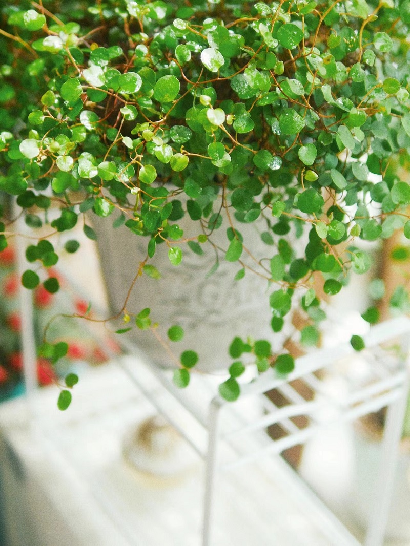 金边吊兰千叶吊兰盆栽观叶植物多年生垂吊餐桌常春藤绿植四季常青-图3