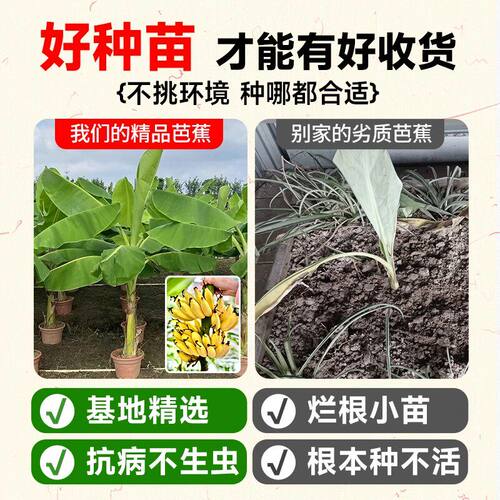 芭蕉树苗地栽盆栽绿植香蕉苗粉蕉庭院芭蕉树耐寒观赏北方室外好养 - 图1