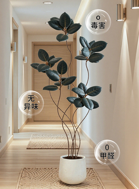 黑金刚橡皮树仿真绿植客厅氛围感