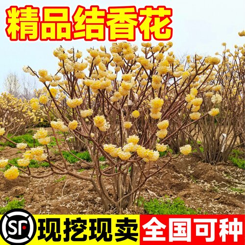 结香花树苗盆栽庭院别墅耐寒花卉植物风景大树园林绿化大苗梦冬花 - 图0